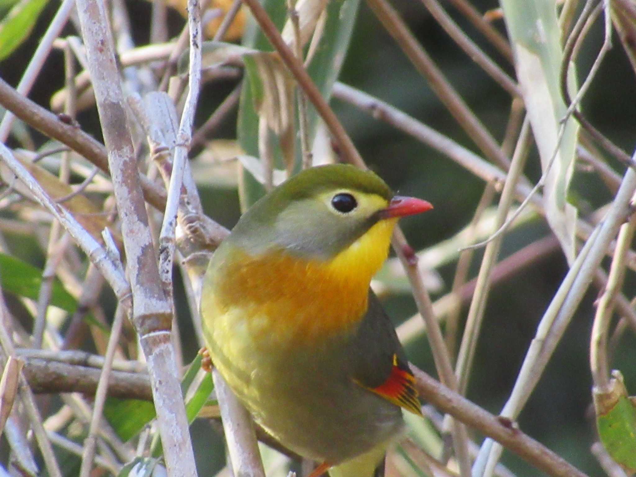 Photo of Red-billed Leiothrix at 海上の森 by 怒髪天爆烈斎