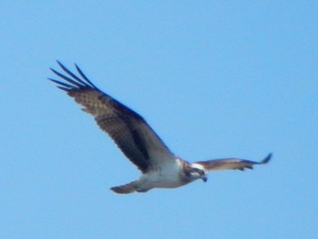 Osprey 境川遊水地公園 Sat, 3/16/2024