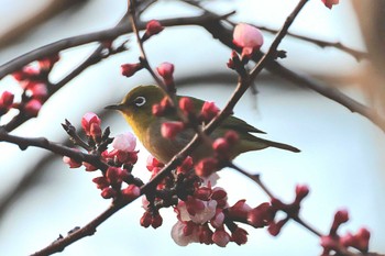 Warbling White-eye Tokyo Port Wild Bird Park Fri, 3/15/2024