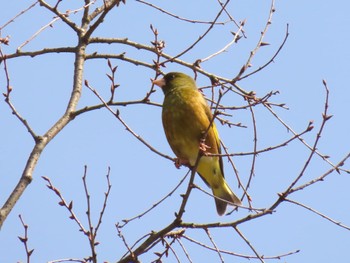 カワラヒワ 馬見丘陵公園 2024年3月15日(金)