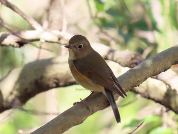 ルリビタキ 馬見丘陵公園 2024年3月15日(金)