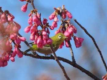 メジロ 馬見丘陵公園 2024年3月15日(金)