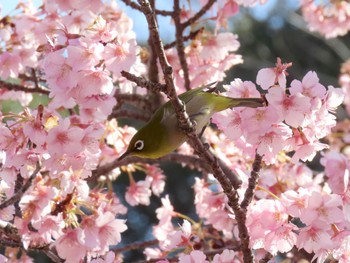 メジロ 馬見丘陵公園 2024年3月15日(金)