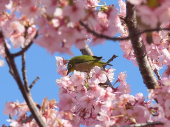 メジロ 馬見丘陵公園 2024年3月15日(金)