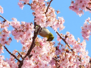 メジロ 馬見丘陵公園 2024年3月15日(金)