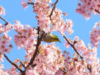 メジロ 馬見丘陵公園 2024年3月15日(金)