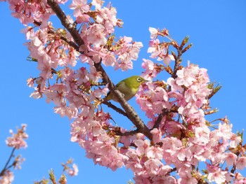 メジロ 馬見丘陵公園 2024年3月15日(金)