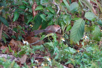 Vinous-throated Parrotbill 台中都会公園(台湾) Mon, 1/29/2024