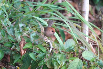 Vinous-throated Parrotbill 台中都会公園(台湾) Mon, 1/29/2024