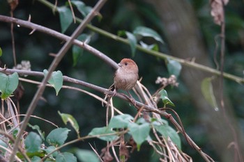 Vinous-throated Parrotbill 台中都会公園(台湾) Mon, 1/29/2024