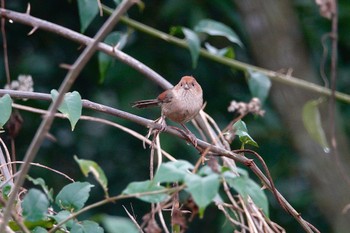 Vinous-throated Parrotbill 台中都会公園(台湾) Mon, 1/29/2024