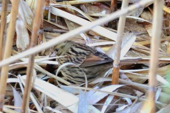 Masked Bunting Tokyo Port Wild Bird Park Fri, 3/15/2024