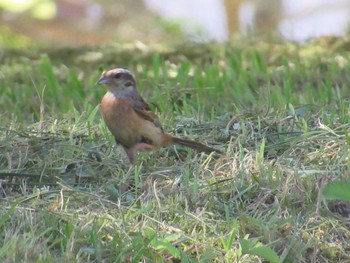 Meadow Bunting 愛知県 つぐ高原グリーンパーク Thu, 8/10/2023