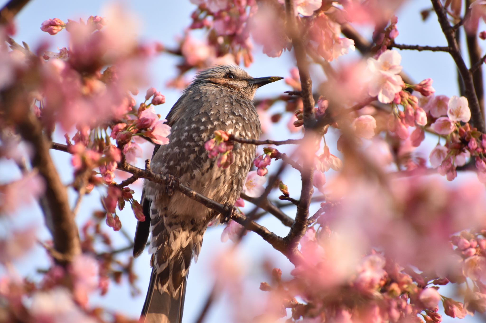 Brown-eared Bulbul