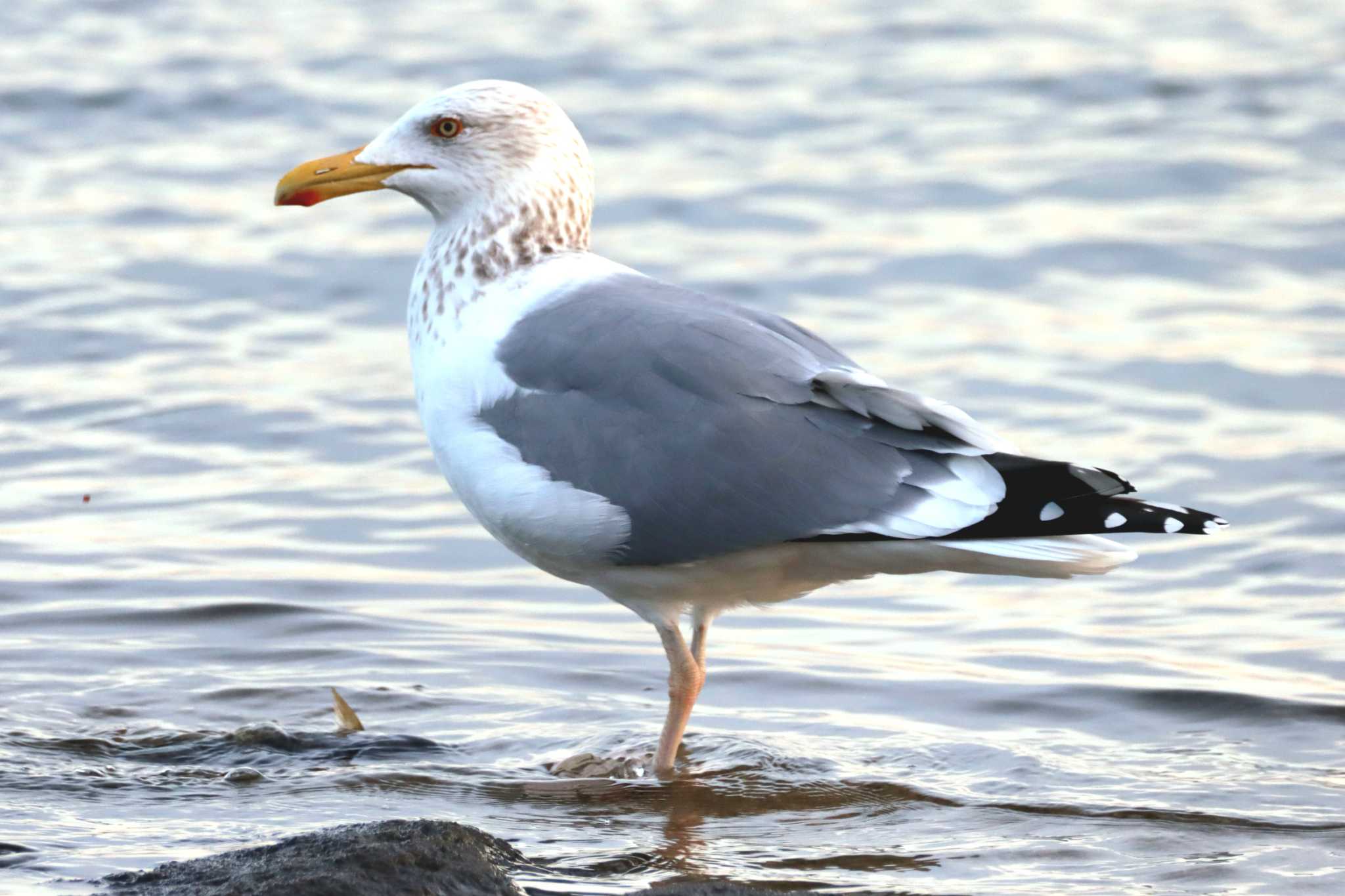 Photo of Vega Gull at Kasai Rinkai Park by Kudo0927