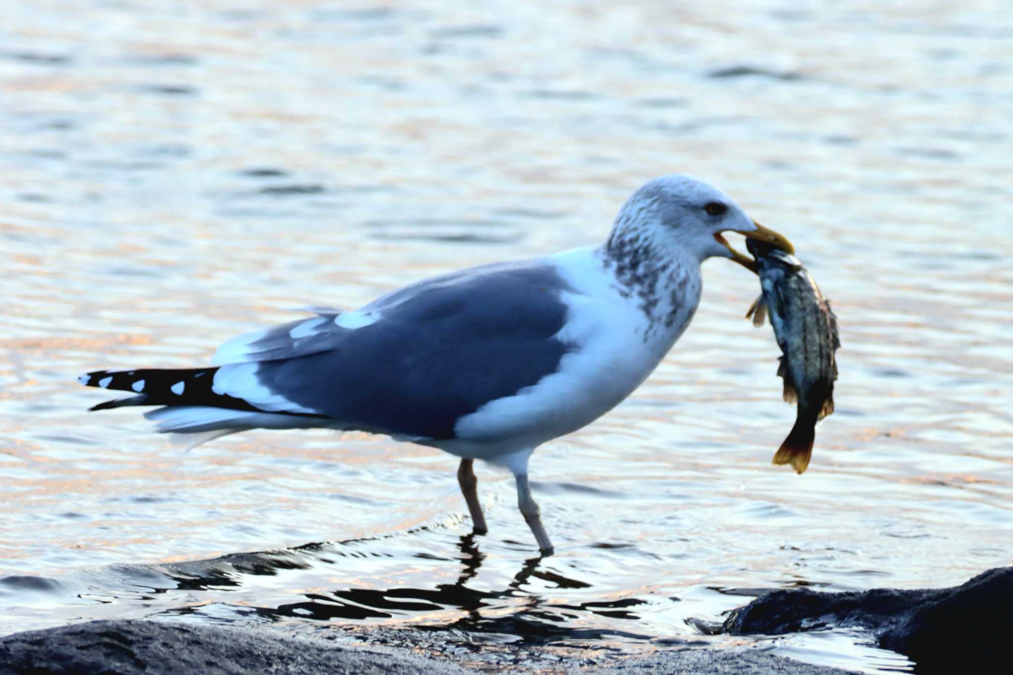 Photo of Vega Gull at Kasai Rinkai Park by Kudo0927