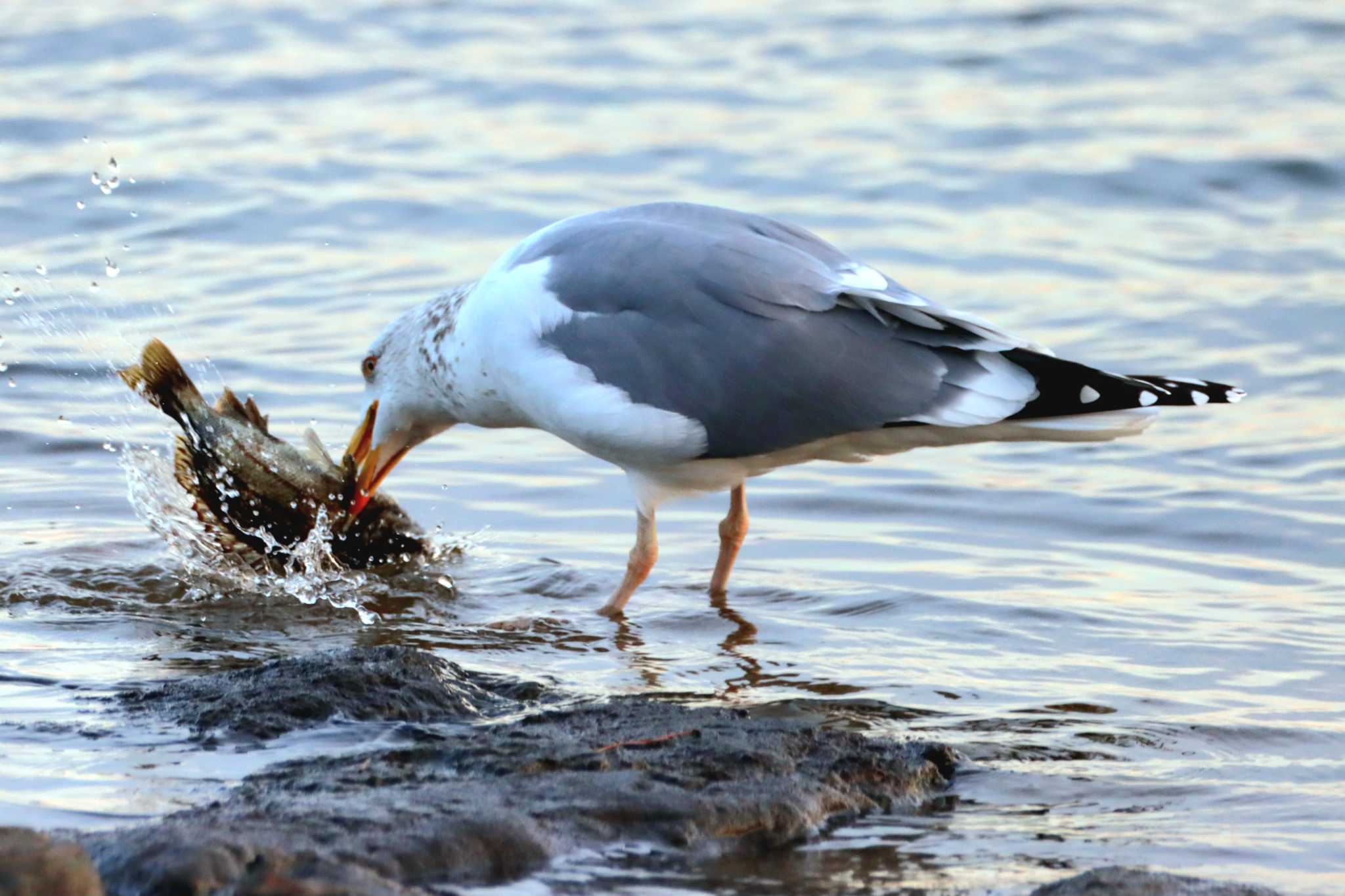 Photo of Vega Gull at Kasai Rinkai Park by Kudo0927