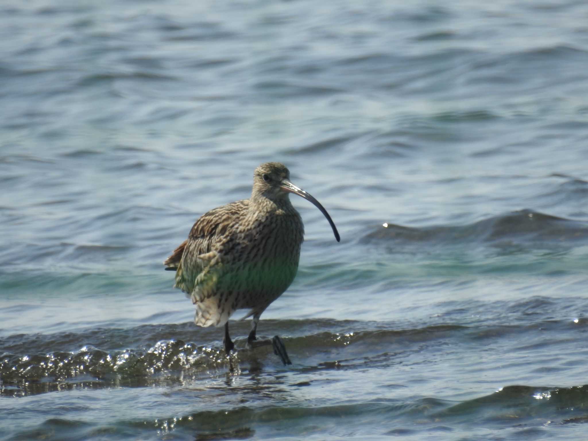 ふなばし三番瀬海浜公園 ホウロクシギの写真 by Kozakuraband