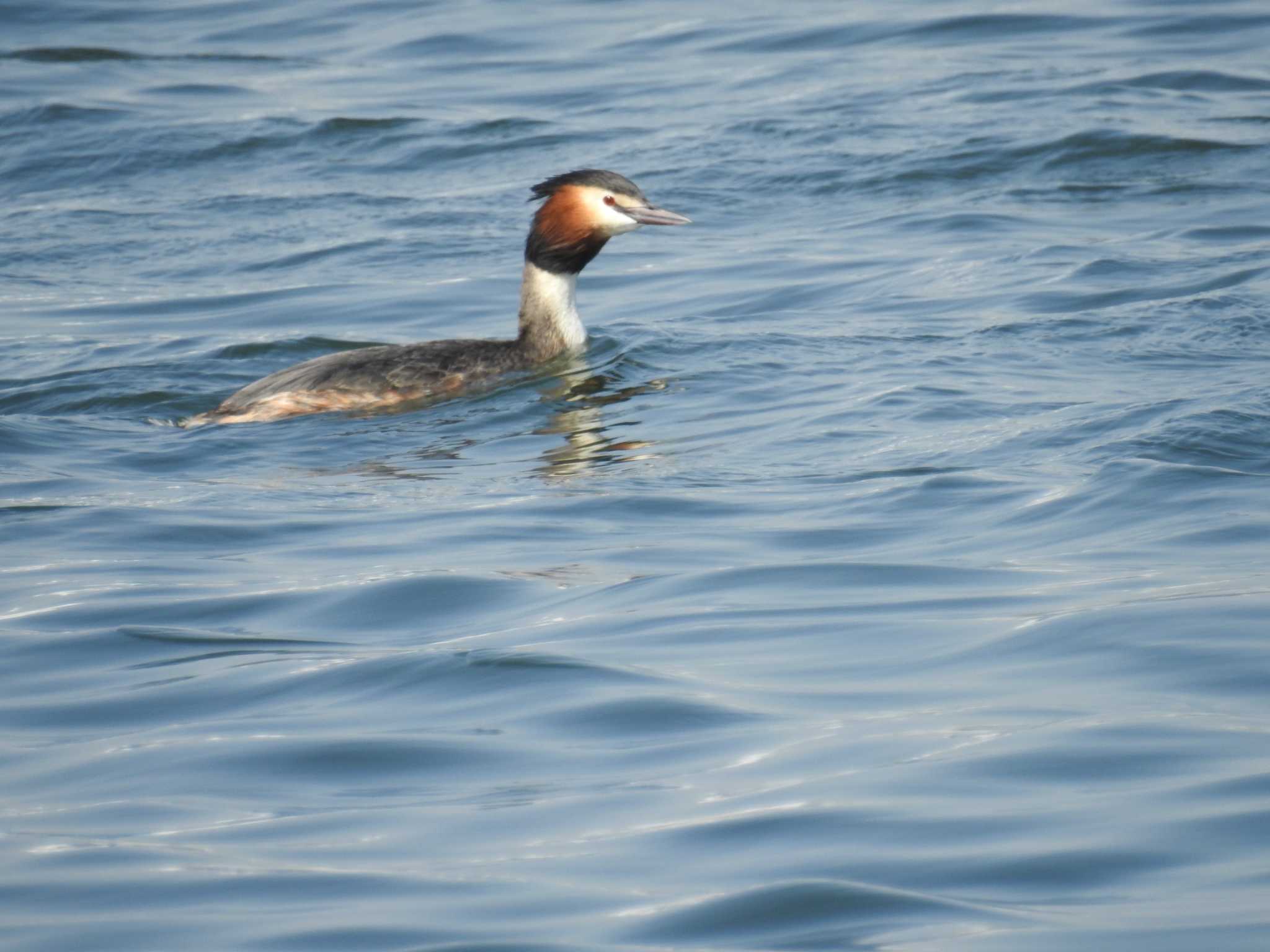 Great Crested Grebe