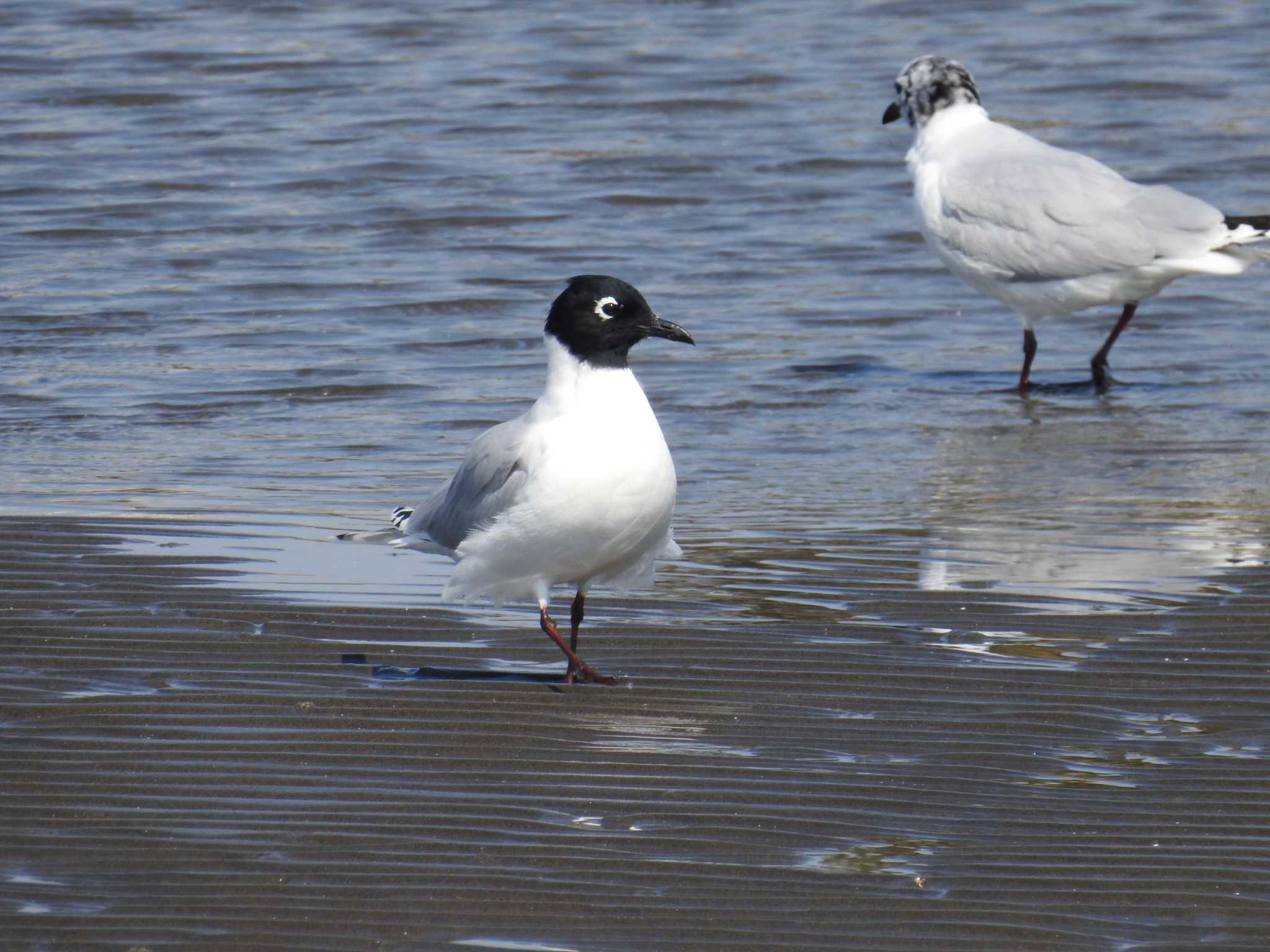 Saunders's Gull