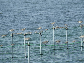 ダイゼン ふなばし三番瀬海浜公園 2024年3月16日(土)