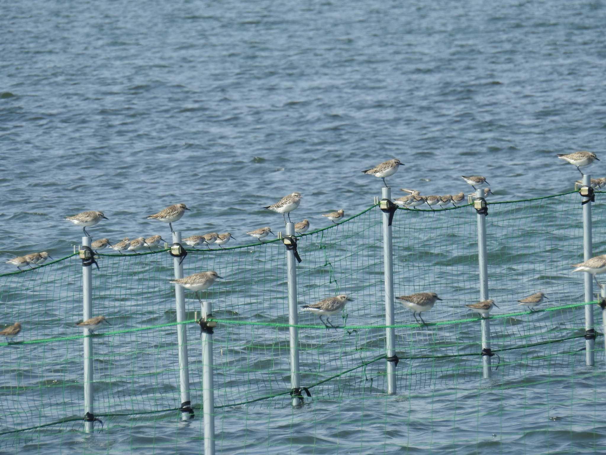 ふなばし三番瀬海浜公園 ダイゼンの写真 by Kozakuraband