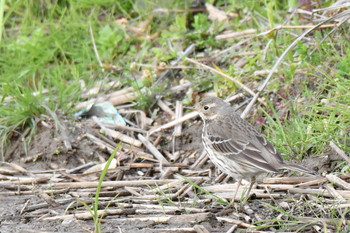 Water Pipit Unknown Spots Sun, 12/9/2018