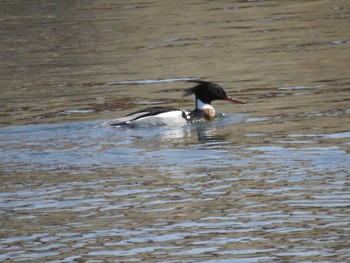 Red-breasted Merganser Sambanze Tideland Sat, 3/16/2024