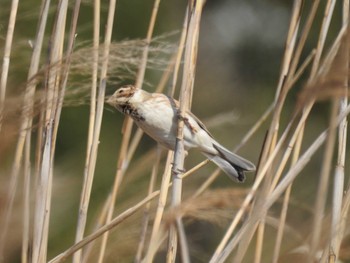 2024年3月16日(土) ふなばし三番瀬海浜公園の野鳥観察記録