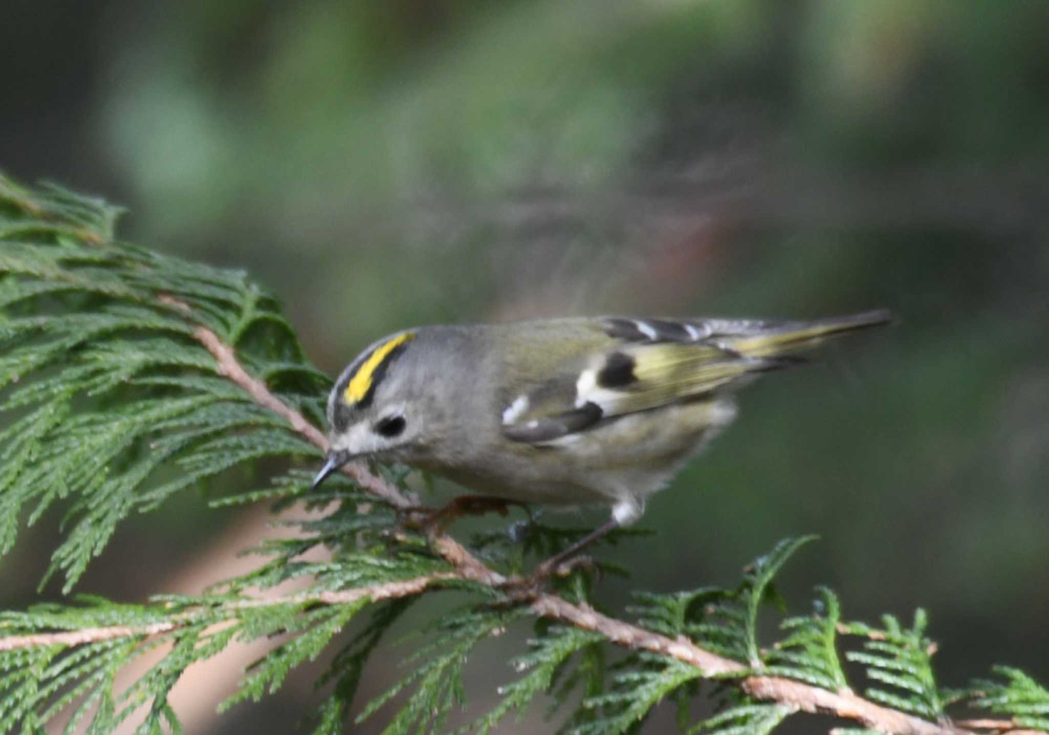 Photo of Goldcrest at 片倉城跡公園 by TOM57