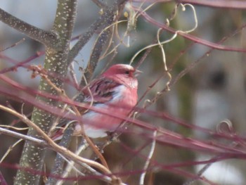 Pallas's Rosefinch 宮城県 Mon, 3/11/2024