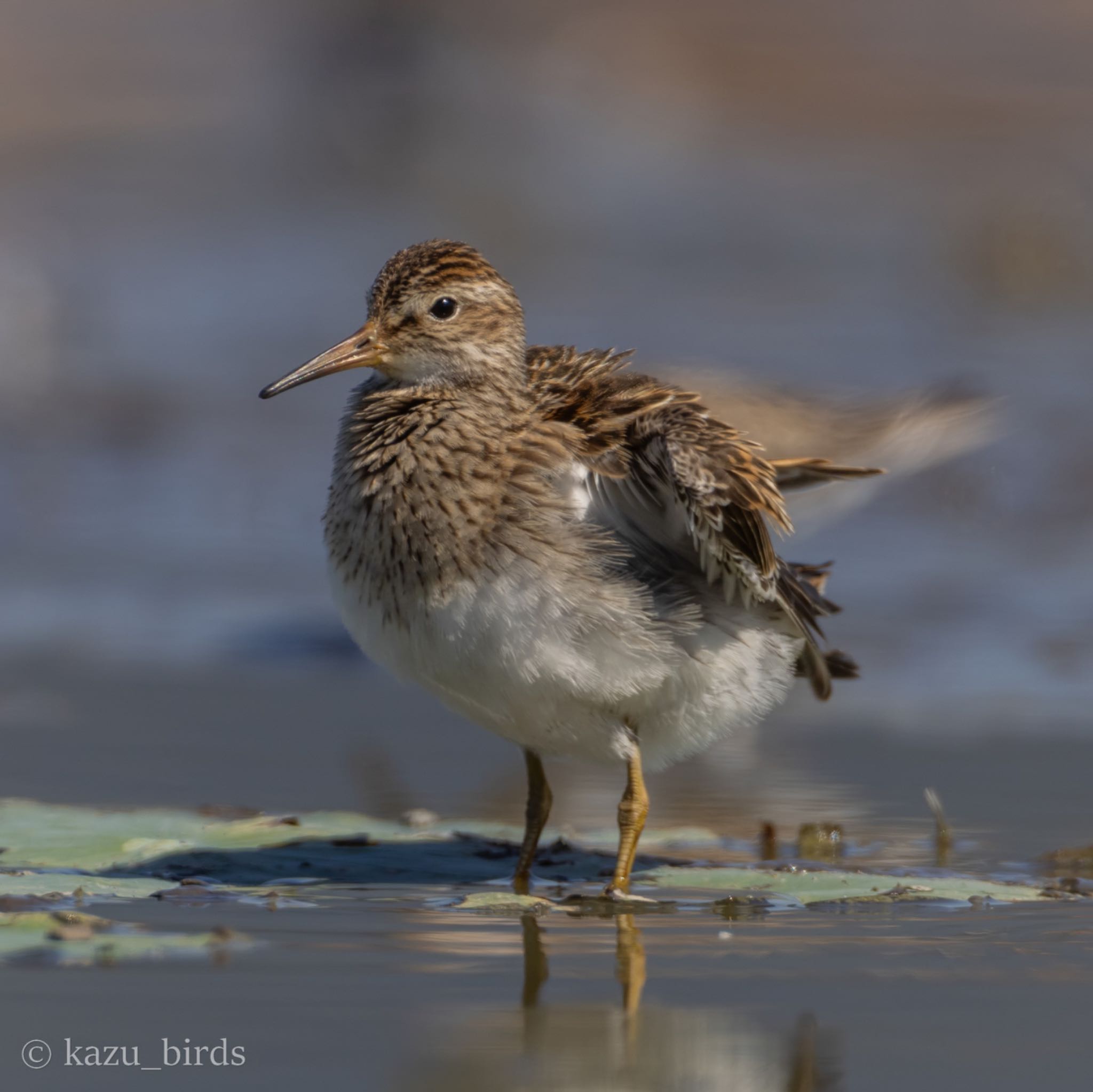 Photo of Pectoral Sandpiper at 佐賀 by アグリ