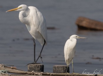 Chinese Egret Daijugarami Higashiyoka Coast Thu, 10/7/2021