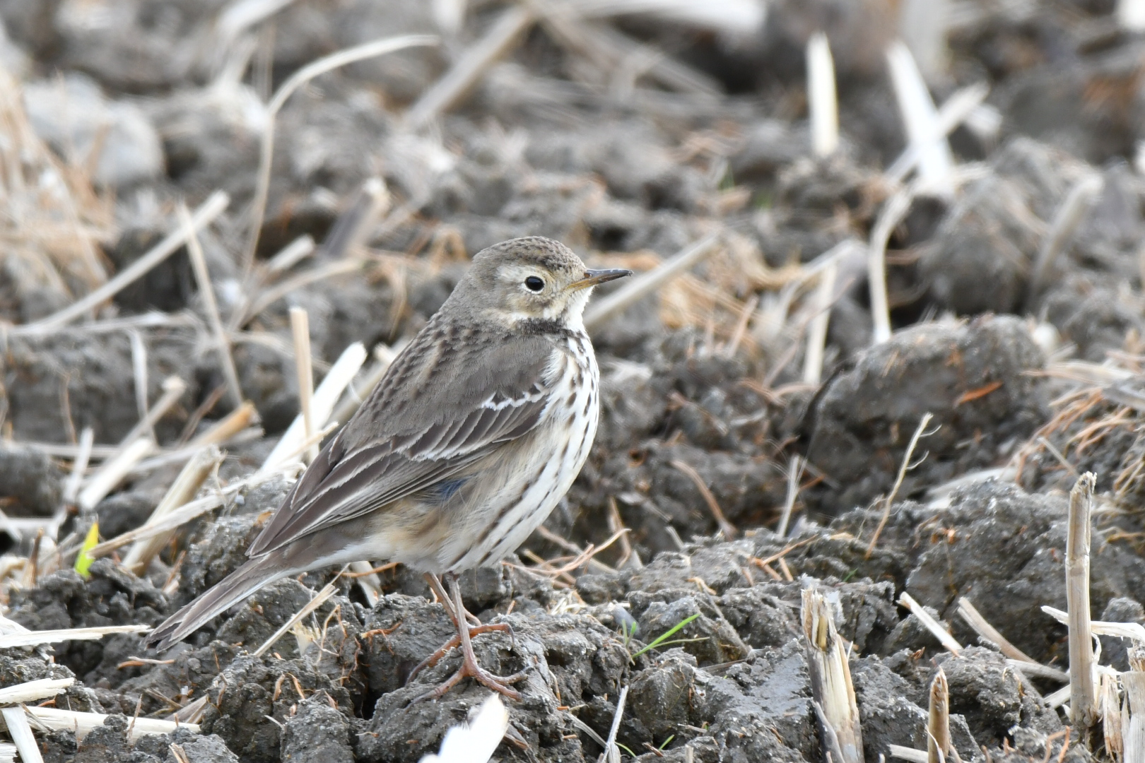 Photo of Water Pipit at  by 倶利伽羅