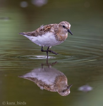 Red-necked Stint 熊本 Unknown Date