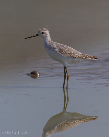 Marsh Sandpiper 熊本 Thu, 10/19/2023