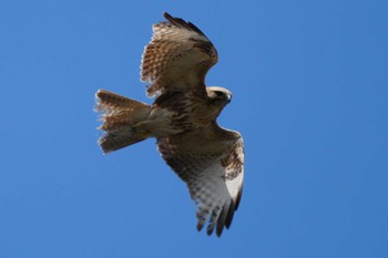 2024年3月16日(土) 多摩川の野鳥観察記録