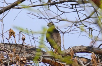 Eurasian Goshawk 大阪府 Sat, 3/16/2024