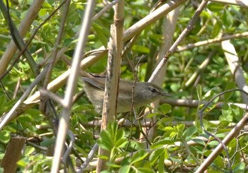 Japanese Bush Warbler 大阪府 Sat, 3/16/2024