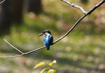 Common Kingfisher 大阪府 Sat, 3/16/2024