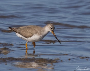 Terek Sandpiper 熊本 Thu, 10/14/2021