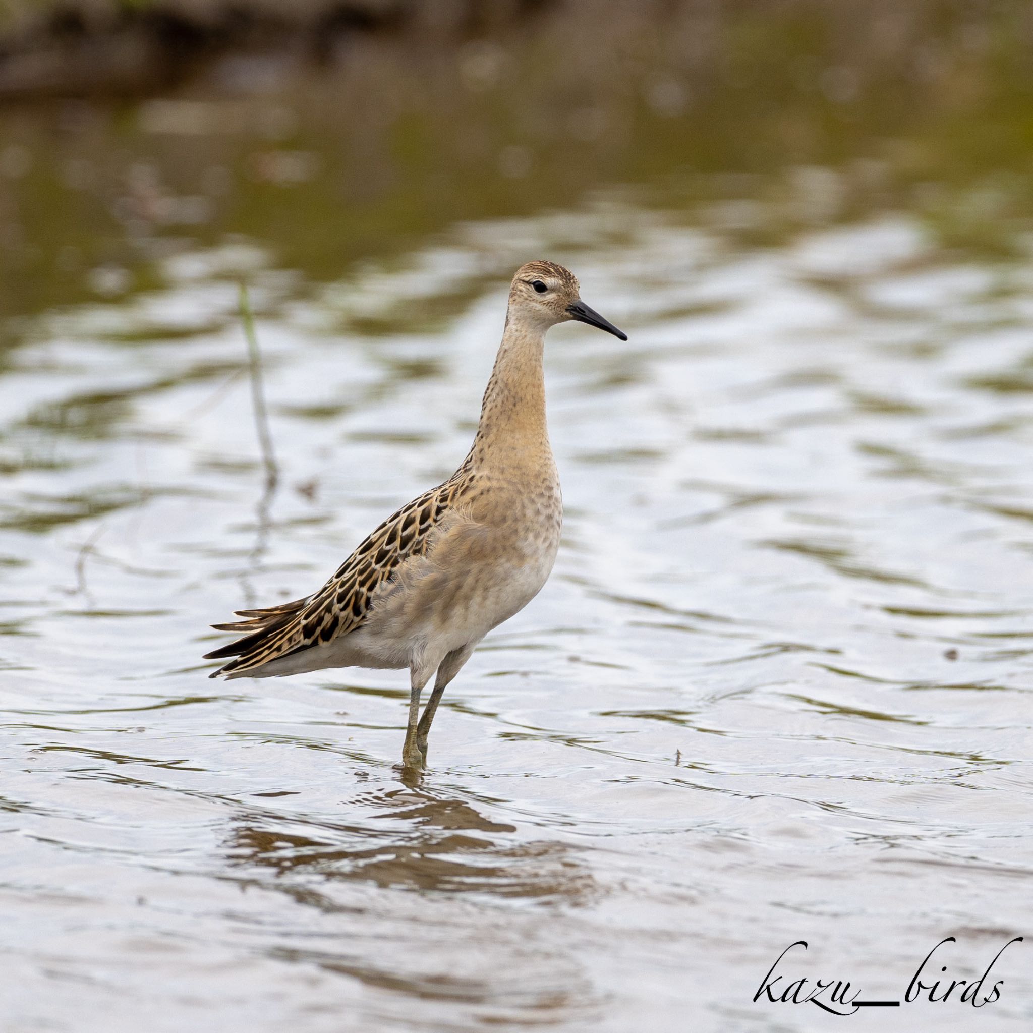 Photo of Ruff at 熊本 by アグリ