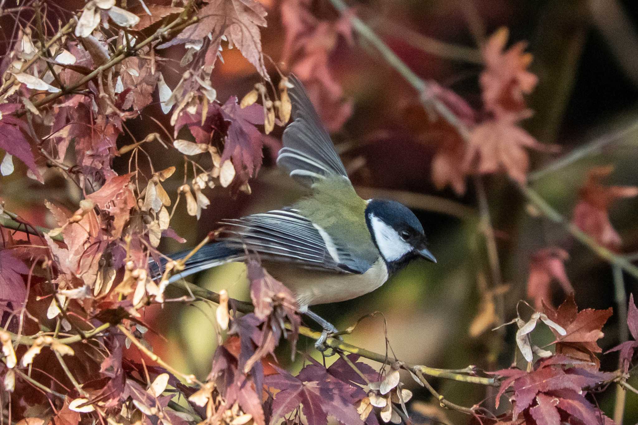 馬見丘陵公園 シジュウカラの写真 by veritas_vita