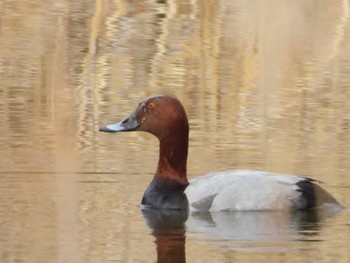 ホシハジロ 池子の森自然公園 2024年2月14日(水)