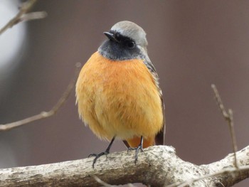 2024年2月17日(土) 武蔵丘陵森林公園の野鳥観察記録