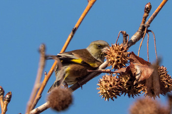 Grey-capped Greenfinch 馬見丘陵公園 Tue, 12/11/2018