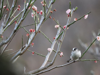 Long-tailed Tit Machida Yakushiike Park Sat, 3/16/2024