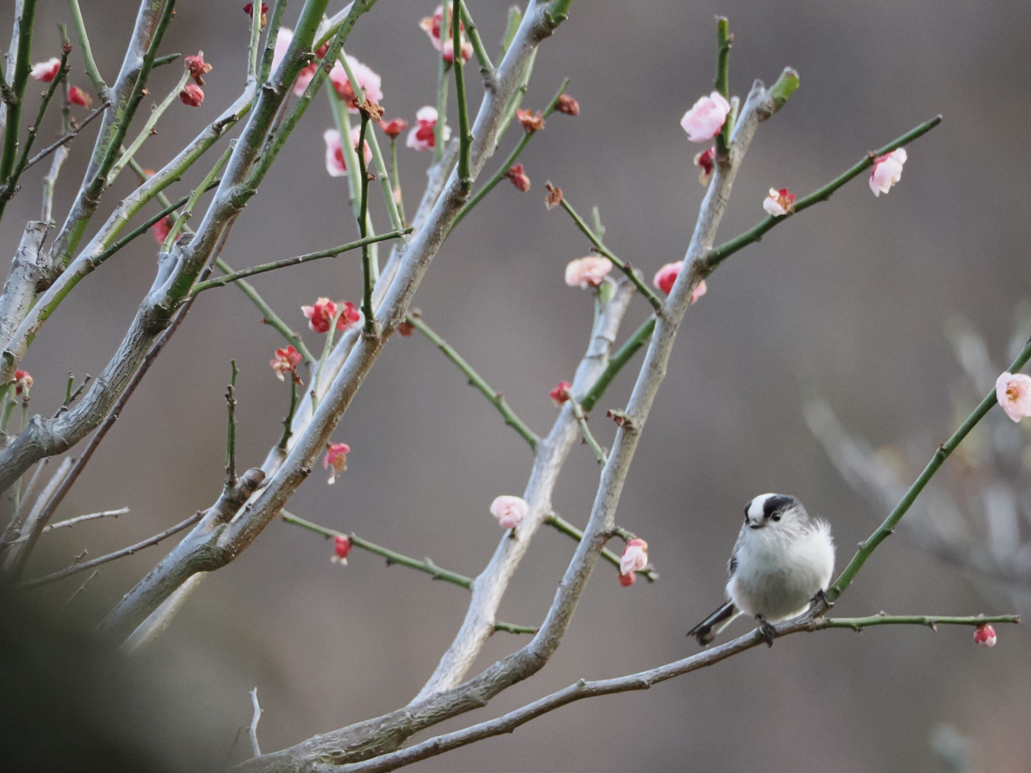 Long-tailed Tit