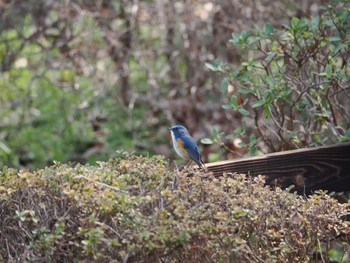 Red-flanked Bluetail Machida Yakushiike Park Sat, 3/16/2024