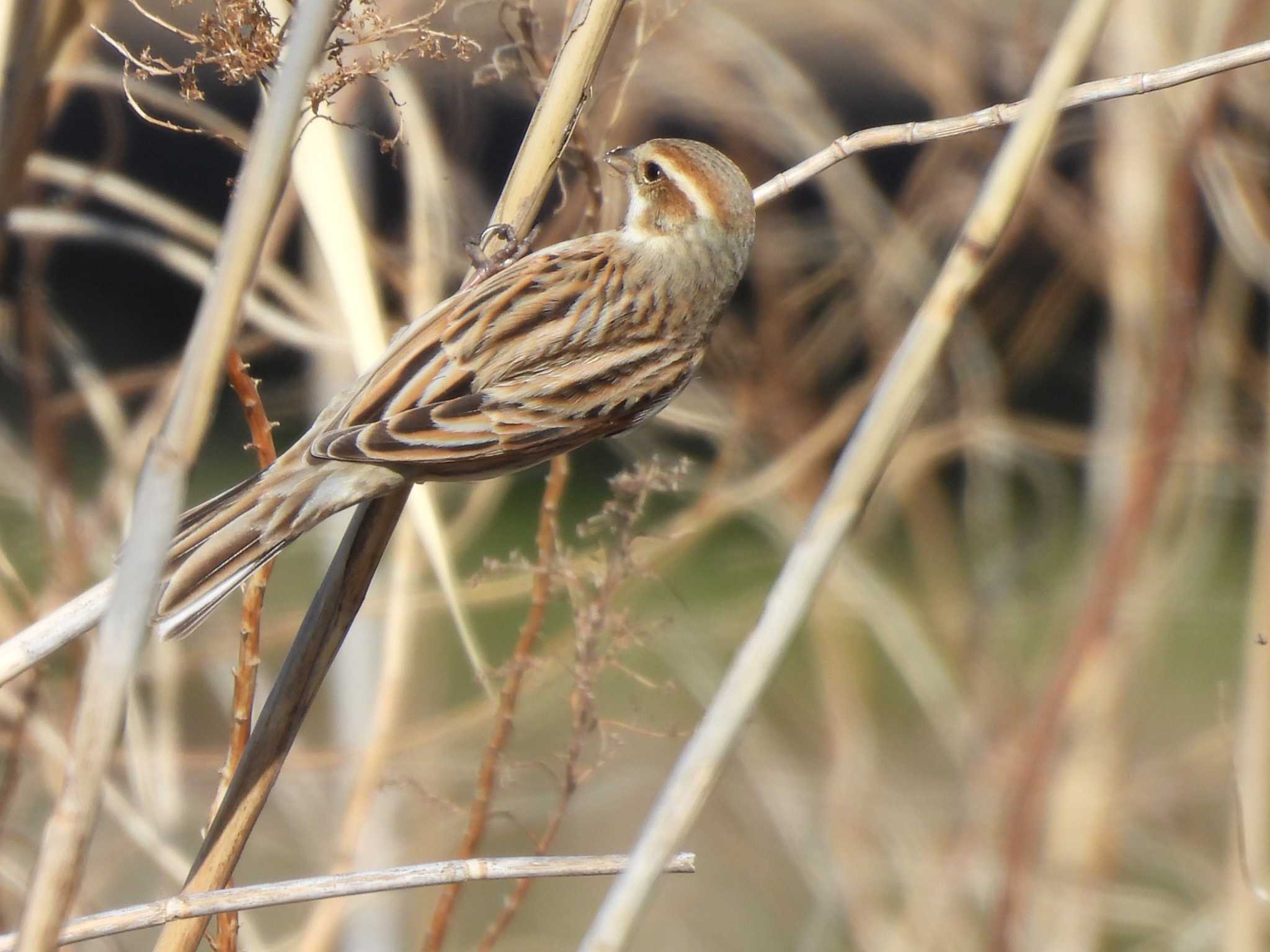 Common Reed Bunting